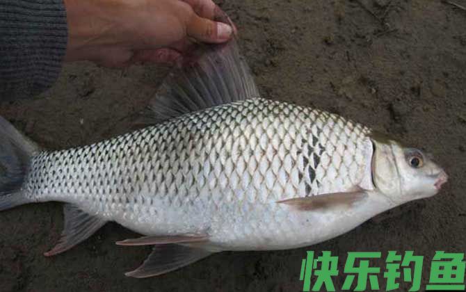 鲮鱼是海鱼还是淡水鱼(图3)
