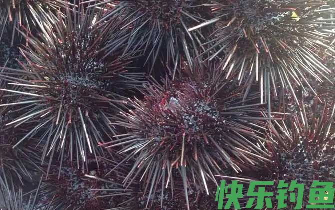 海胆是什么动物(图2)