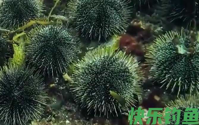 海胆是什么动物(图3)