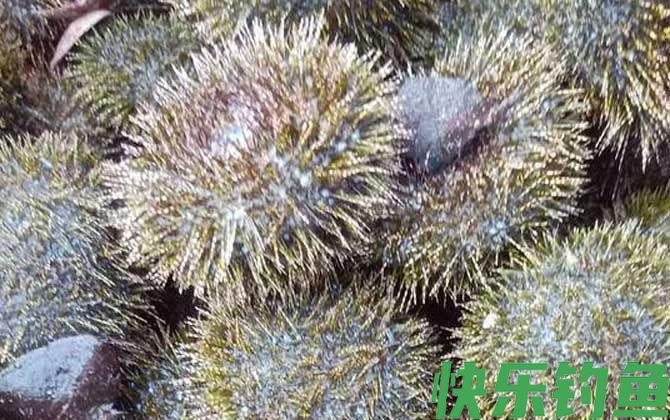 海胆是什么动物(图5)