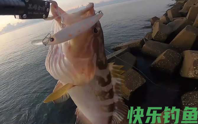 油斑鱼是石斑鱼吗(图1)