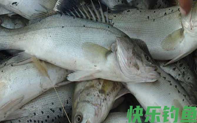 鲈鱼为什么叫癌鱼(图1)