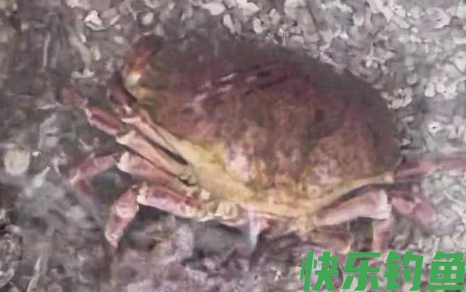 面包蟹价格多少钱一斤(图4)