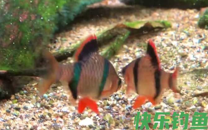 虎皮鱼和孔雀鱼能一起养吗(图1)