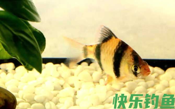 虎皮鱼和孔雀鱼能一起养吗(图2)