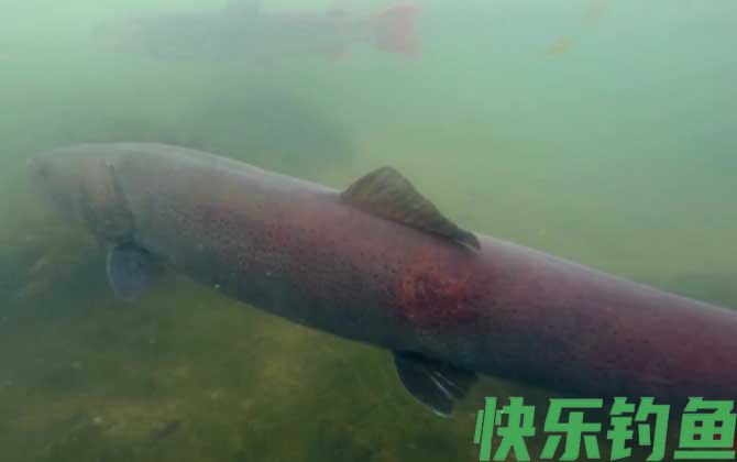 哲罗鲑和虹鳟鱼一样吗(图3)