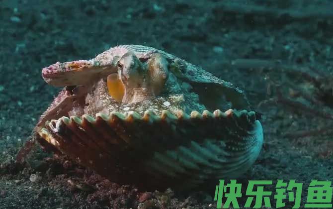 八爪鱼是什么动物(图3)