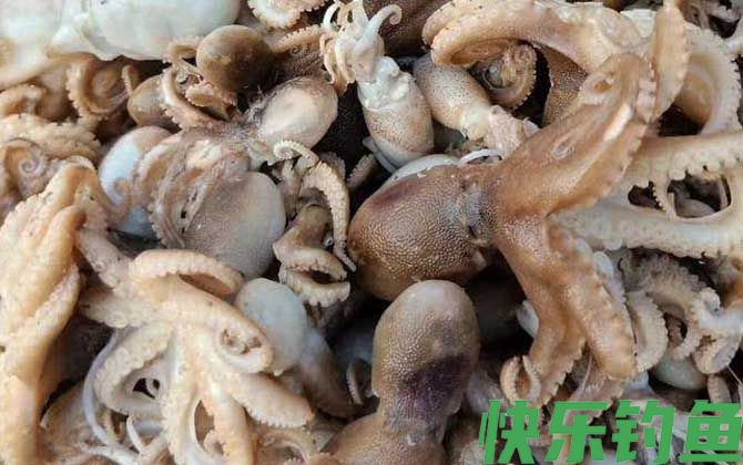 八爪鱼是什么动物(图4)