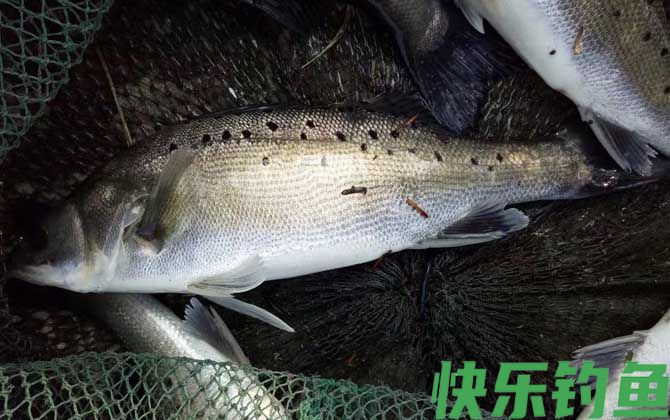 鲈鱼养殖条件和管理技术(图2)