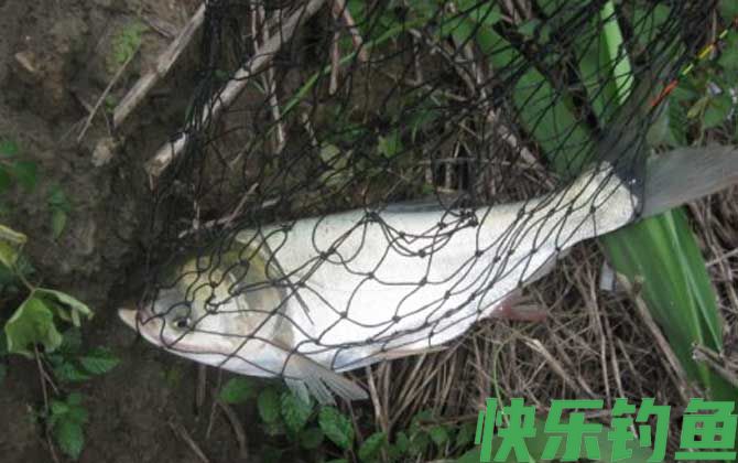 江鲢是什么鱼(图1)