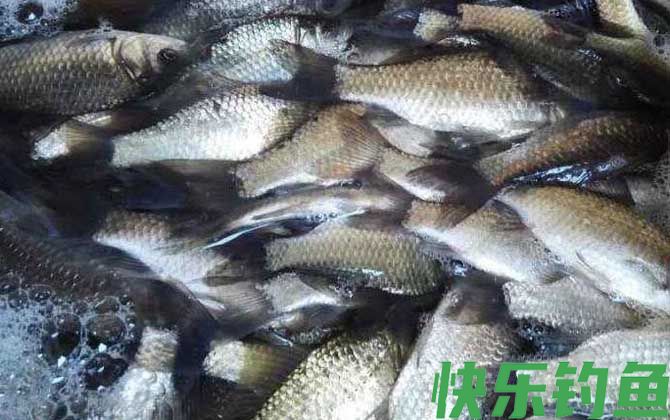 钓回来的鲫鱼怎么养活(图4)
