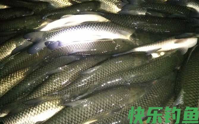 草鱼养殖技术及病害防治(图6)