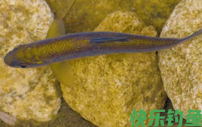 赤鳞鱼好吃吗(图3)