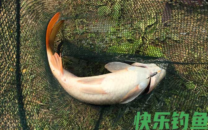 鱼除了吃鱼饲料还吃什么(图1)