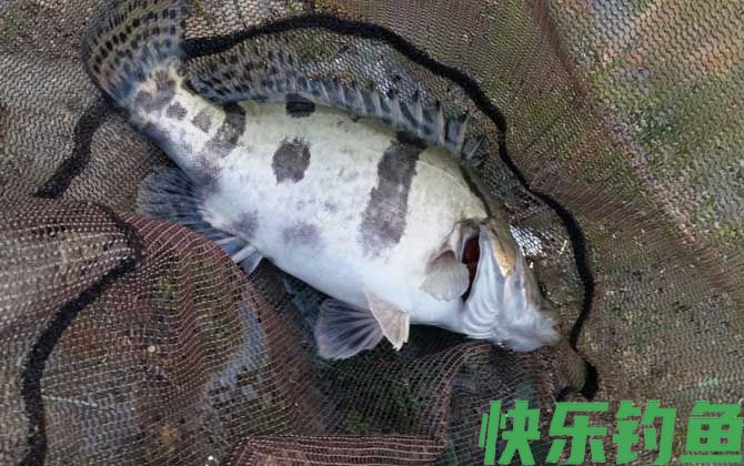 鱼除了吃鱼饲料还吃什么(图2)