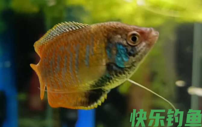 丽丽鱼能长多大(图3)