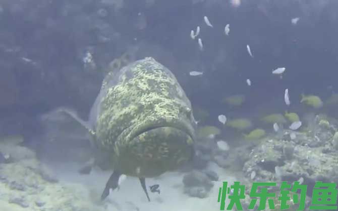 龙趸是不是保护动物(图1)