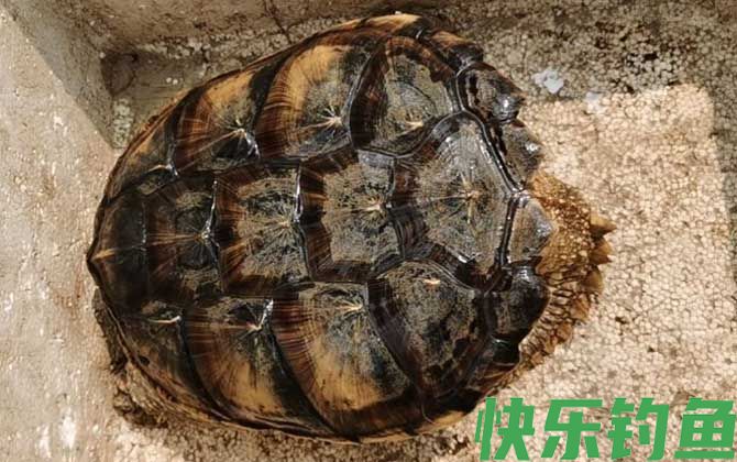 鳄龟可以吃吗(图2)