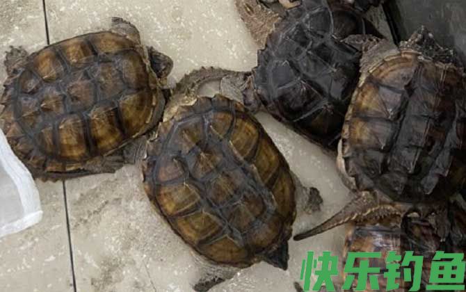鳄龟可以吃吗(图3)
