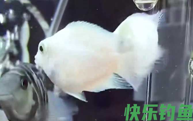 迷你鹦鹉鱼是什么鱼(图3)