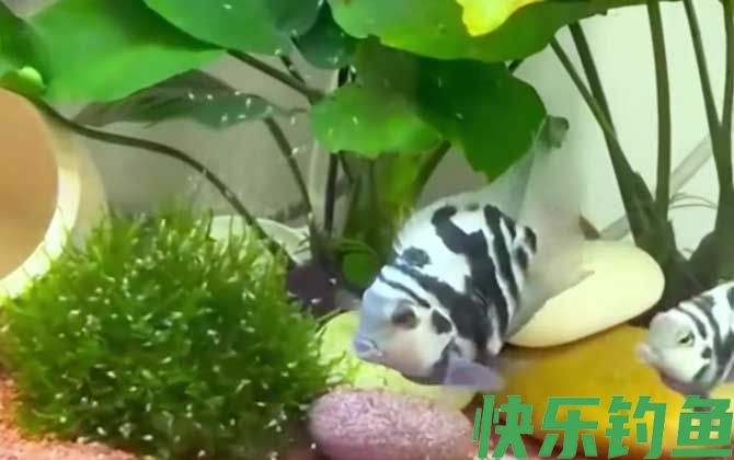 迷你鹦鹉鱼是什么鱼(图4)