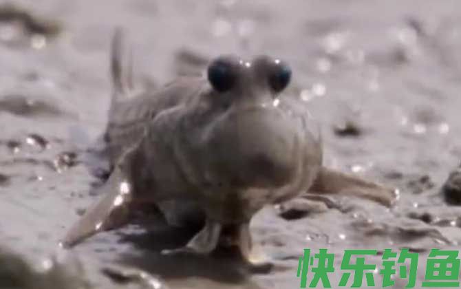 滩涂鱼和弹涂鱼的区别(图3)
