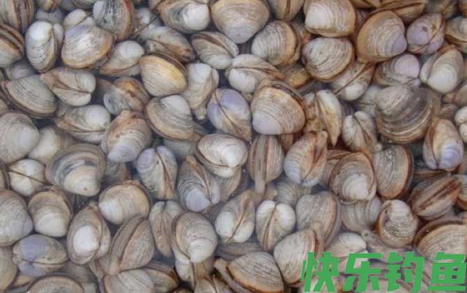 白蛤是什么动物(图1)
