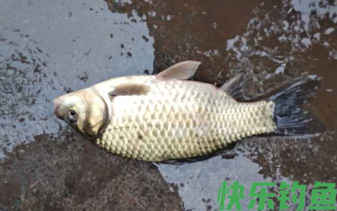鳊鱼和鲫鱼有什么区别(图2)