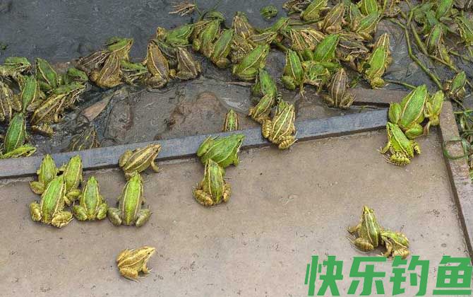美国青蛙是什么动物(图4)