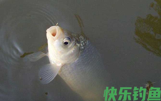 鳊鱼和鲫鱼有什么区别(图4)