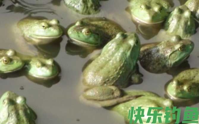 美国青蛙是什么动物(图1)