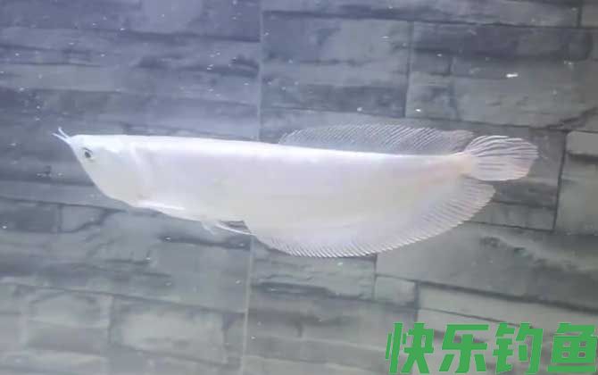 雪龙是什么鱼(图4)