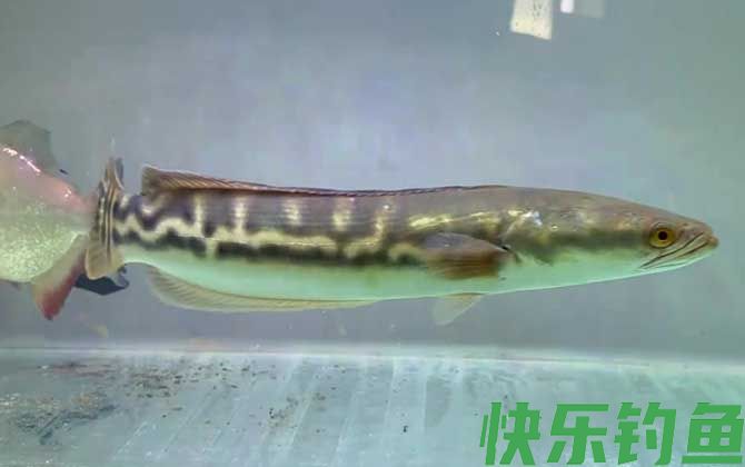 大铅笔是什么鱼(图3)