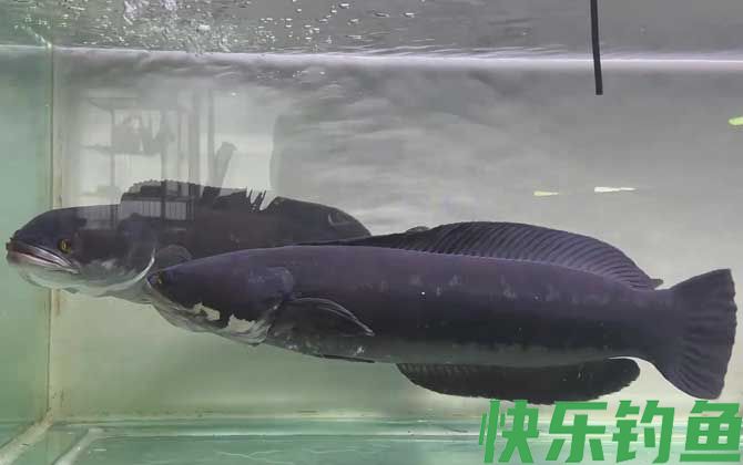 大铅笔是什么鱼(图4)