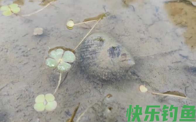 为什么大田螺不能吃(图2)