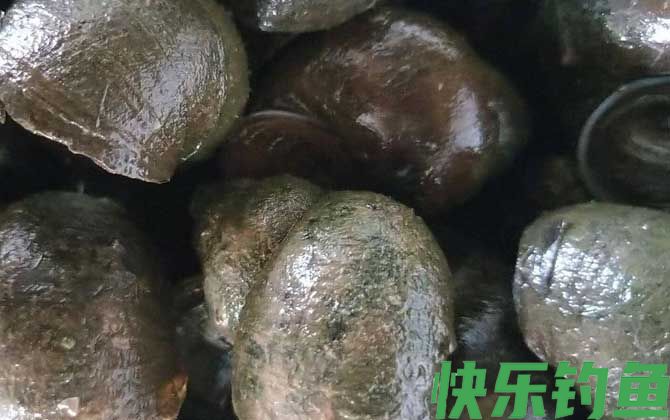 为什么大田螺不能吃(图3)
