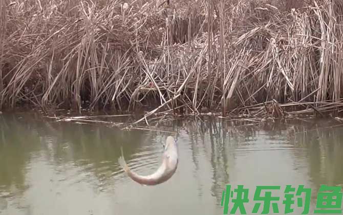 白条鱼能吃吗(图3)