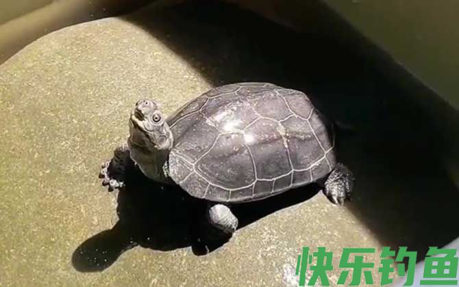 乌龟有多少品种(图1)