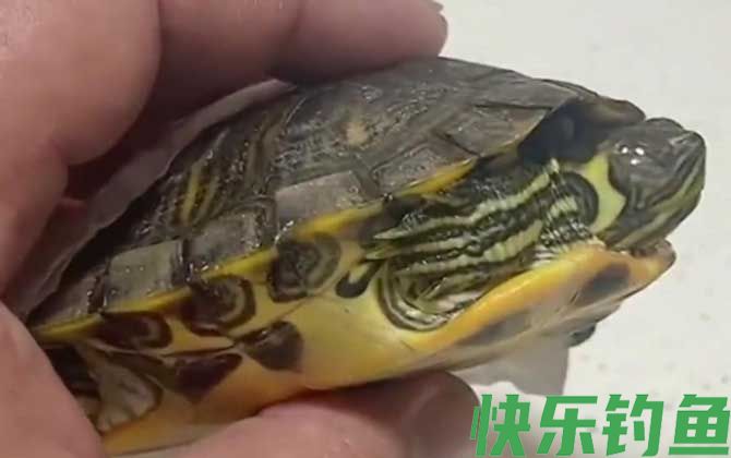 乌龟有多少品种(图2)