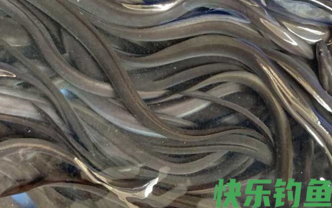 鳝鱼和鳗鱼有什么区别(图4)