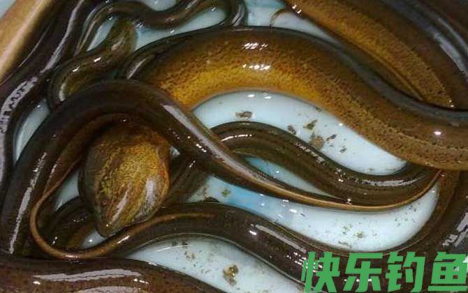 鳝鱼和鳗鱼有什么区别(图3)