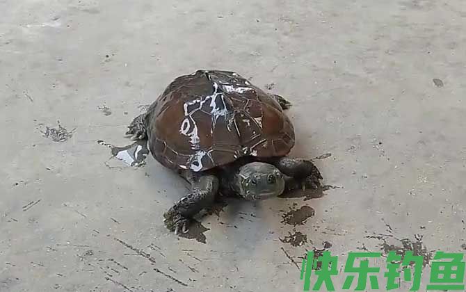 乌龟有多少品种(图3)
