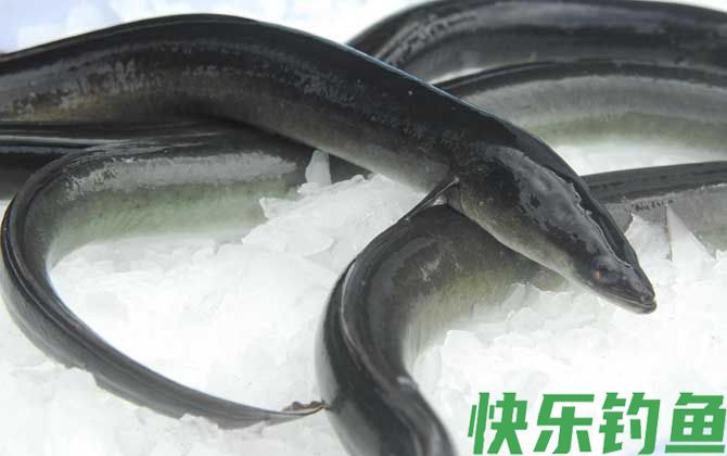 鳝鱼和鳗鱼有什么区别(图2)