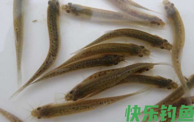 养一亩泥鳅一年赚多少钱(图3)