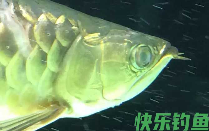 蒙眼病的原因及防治方法(图2)