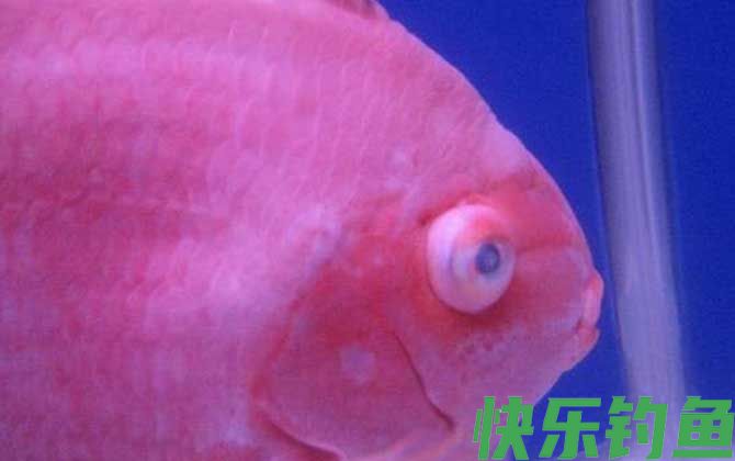 蒙眼病的原因及防治方法(图4)