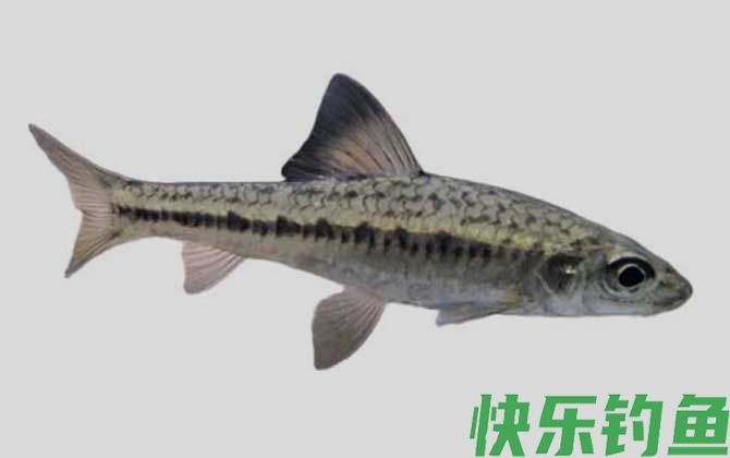 暗斑银鮈是什么鱼(图1)