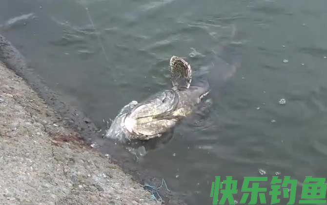 石斑鱼长什么样子(图3)