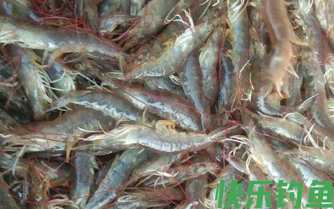 青虾和基围虾的区别(图4)