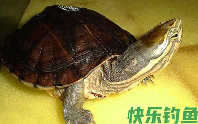 安南龟是什么龟(图3)